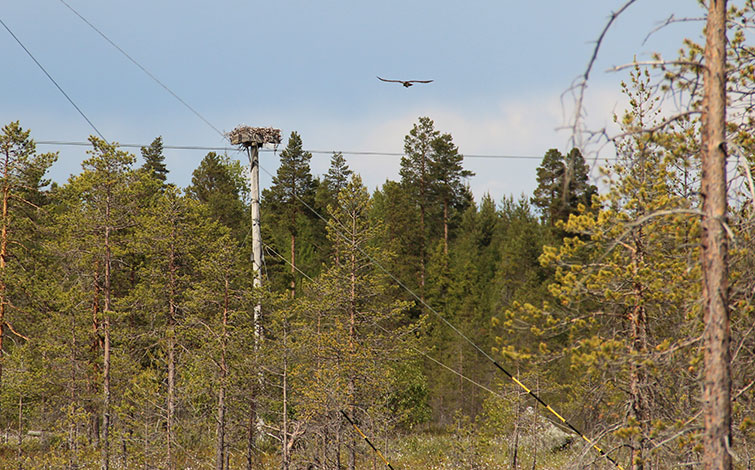 Fiskgjuse byggde bo i elstolpe